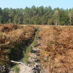 Clareo de plantas jvenes forestales